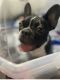 French Bulldog Puppies for sale in Oro Valley, AZ 85742, USA. price: $3,000