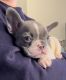 French Bulldog Puppies for sale in Montclair, CA 91763, USA. price: NA