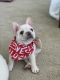 French Bulldog Puppies for sale in Newport News, VA, USA. price: $5,000