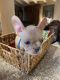 French Bulldog Puppies for sale in San Jacinto, CA, USA. price: $2,500