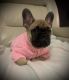 French Bulldog Puppies for sale in Poinciana, FL, USA. price: $3,500