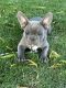 French Bulldog Puppies for sale in Corona, CA, USA. price: $1,500