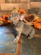 French Bulldog Puppies for sale in Camp Verde, AZ 86322, USA. price: NA