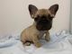 French Bulldog Puppies for sale in Camp Verde, AZ 86322, USA. price: $2,200