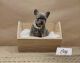 French Bulldog Puppies for sale in Canton, MI, USA. price: NA