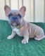 French Bulldog Puppies for sale in Oceanside, CA, USA. price: $3,500