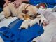 French Bulldog Puppies for sale in Kennett Square, PA 19348, USA. price: NA