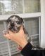 French Bulldog Puppies for sale in Powder Springs, GA, USA. price: $4,500