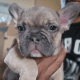 French Bulldog Puppies for sale in Fontana, CA, USA. price: $6,500