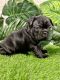 French Bulldog Puppies for sale in NoDa, Charlotte, NC, USA. price: NA