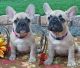 French Bulldog Puppies for sale in Santa Clarita, CA, USA. price: $4,000