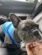 French Bulldog Puppies for sale in Paso Robles, CA 93446, USA. price: NA