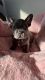 French Bulldog Puppies for sale in Freedom, CA 95019, USA. price: NA