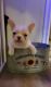 French Bulldog Puppies for sale in Morrisville, PA 19067, USA. price: NA