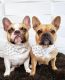 French Bulldog Puppies for sale in Port Coquitlam, BC, Canada. price: $2,500