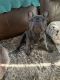 French Bulldog Puppies for sale in Bay City, MI, USA. price: $1,800