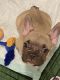 French Bulldog Puppies for sale in Denver, CO, USA. price: $2,000