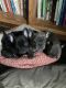 French Bulldog Puppies for sale in Ukiah, CA 95482, USA. price: $1,500