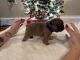 French Bulldog Puppies for sale in Des Moines, IA, USA. price: $4,500