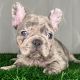French Bulldog Puppies for sale in Lancaster, CA, USA. price: $6,000
