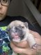 French Bulldog Puppies for sale in Summerville, SC, USA. price: NA