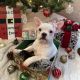 French Bulldog Puppies for sale in Garner, NC, USA. price: NA