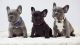French Bulldog Puppies for sale in Fontana, CA, USA. price: $3,000