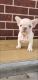 French Bulldog Puppies for sale in Katy, TX 77449, USA. price: $6,000