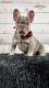 French Bulldog Puppies for sale in Suffolk County, NY, USA. price: $4,500