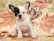 French Bulldog Puppies for sale in Lincoln, NE, USA. price: $750