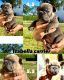 French Bulldog Puppies for sale in Boca Raton, FL, USA. price: $3,500