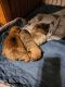 French Bulldog Puppies for sale in Chesapeake, VA, USA. price: $5,500