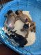 French Bulldog Puppies for sale in Brentwood, CA 94513, USA. price: $1,300