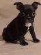 French Bulldog Puppies for sale in Green City, MO 63545, USA. price: $500