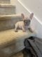 French Bulldog Puppies for sale in Richmond, TX, USA. price: $4,000
