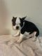 French Bulldog Puppies for sale in Lakeland, FL, USA. price: $700