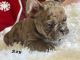 French Bulldog Puppies for sale in San Bernardino, CA 92404, USA. price: $2,500