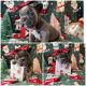 French Bulldog Puppies for sale in Norwalk, CA, USA. price: $2,500
