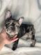 French Bulldog Puppies for sale in Windsor, ON, Canada. price: NA