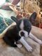 French Bulldog Puppies for sale in Creston, IA 50801, USA. price: NA
