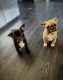 French Bulldog Puppies for sale in Reno, NV, USA. price: $2,000
