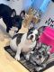 French Bulldog Puppies for sale in Colorado Springs, CO, USA. price: $3,000