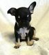 French Bulldog Puppies for sale in Haysville, KS, USA. price: NA