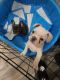 French Bulldog Puppies for sale in Ashtabula, OH 44004, USA. price: NA