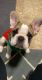 French Bulldog Puppies for sale in Cambridge, OH 43725, USA. price: NA