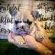 French Bulldog Puppies for sale in Wisconsin Dells, WI, USA. price: $1,234