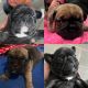 French Bulldog Puppies for sale in Surprise, AZ, USA. price: $3,500