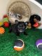 French Bulldog Puppies for sale in Mableton, GA, USA. price: $2,000