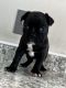 French Bulldog Puppies for sale in Crescent City, CA, USA. price: NA