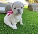 French Bulldog Puppies for sale in Vista, CA, USA. price: $5,000